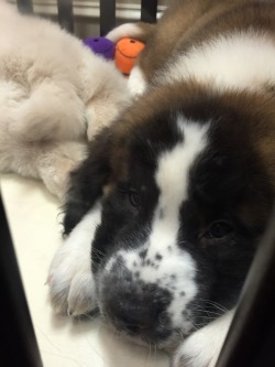 awwww-cute:  I met this puppy at Furry Babies and I love him and we connected. I have named him pickle