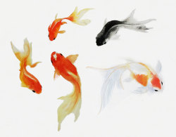 canvaspaintings:  Goldfish Art, Watercolor Goldfish Painting, Sumie  Fish Art Print, Goldfish Gift, Goldfish , SeaLife Art, SeaLife Print, Fish Print, Fish by SweetPeaAndGummyBear (12.00 USD) http://ift.tt/1xxSYj6