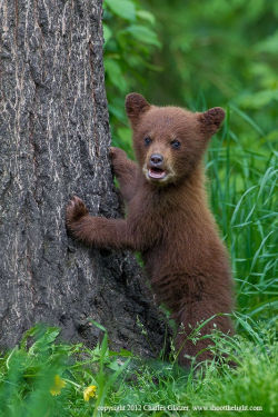 bears&ndash;bears&ndash;bears:  Black bear spring cub (cinnamon color phase) by Charles Glatzer 