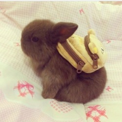 wheredidthepartyygo:  peachfruits:  summersinthesky:  WHY IS THIS BUNNY WEARING A BACKPACK? WHERE IS HE GOING TO GO? WHAT DOES HE HAVE IN THIS BACKPACK?  it’s his 1st day of school wish him luck   lonelyonlyfor-you ARIEL ITS SO CUTE I WANT IT