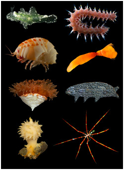 oupacademic:   A little-known fact: Invertebrates make up more than 70% of the approximately 1.9 million described species on earth!     The Global Invertebrate Genomics Alliance researchers are hoping to sequence the whole genomes of many of these
