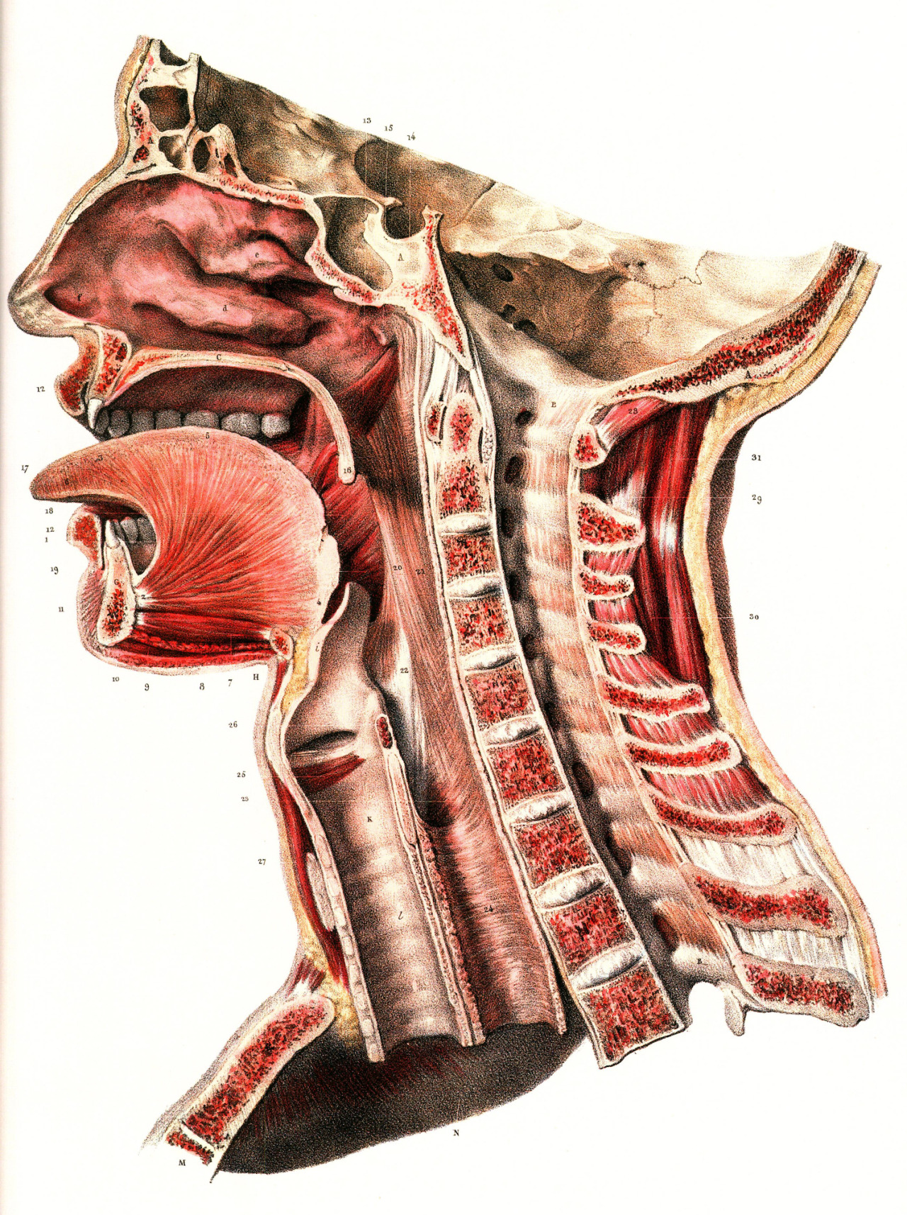 brettkingery:   Selections from the “Atlas of Human Anatomy and Surgery” by Jean-Marie