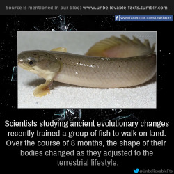 yeevil:  unbelievable-facts:  Scientists studying ancient evolutionary changes recently trained a group of fish to walk on land. Over the course of 8 months, the shape of their bodies changed as they adjusted to the terrestrial lifestyle. they learned
