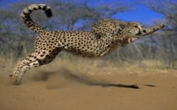 llbwwb:   the cheetah attack by Cowboy 