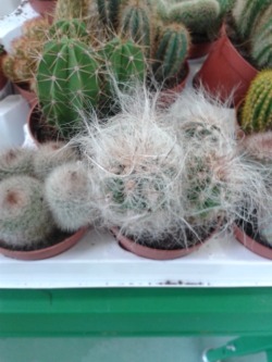 Just bought a cactus to my friend on her birthday