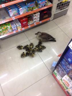 bullied:  Mother duck: “I’m only buying one box so you all best agree on something or we leave the store right now and no one gets anything”   