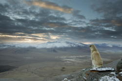 naturalsceneries: “This dog just appeared out of nowhere and followed us for an entire week during our trekking trip in the Himalayan outback…When I decided to get up at 4 a.m. to climb the next 5000 m peak…he accompanied me as well. On the top
