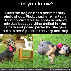 blackgirlsrpretty2:  did-you-kno:  Lilica the dog crushed her maternity  photo shoot. Photographer Ana Paula  Grillo captured all the shots in only 20  minutes because Lilica smiled for the  camera and posed perfectly. She gave  birth to her 5 puppies