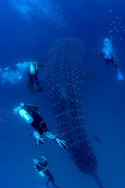 thelovelyseas:  whale shark divers darwin island galapagos by Live_Adventurously1 on Flickr.