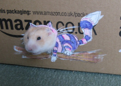 Mythsandfabrications:  My Daughter Wanted To Dress Up Her Hamster In Dolly Clothes,