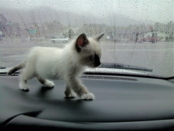  I heard you liked kittens on dashboards so I reblogged a kitten on a dashboard so you can enjoy a kitten on a dashboard on your dashboard. 