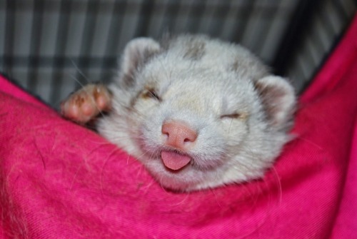 foxytail11:  mrpaws:  Happy Ferret Tongues. adult photos
