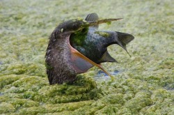 blurds:  baby anhinga is all grown up!  Have a little fish with your algae why don&rsquo;t you