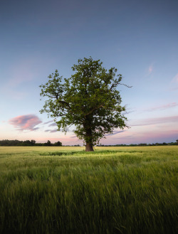 te5seract:  Lonely Tree by   Matthew Dartford 