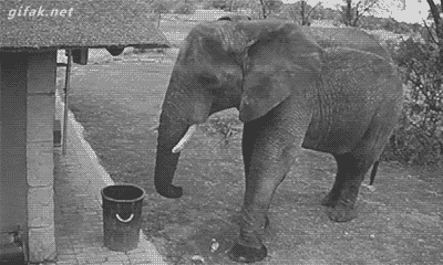 this-world-is-y-ours:  gifak-net:  video: An Elephant Got Caught on Security Camera Picking Up Trash and Putting it in a Garbage Can   Even animals know thats the right thing to do wtf humans