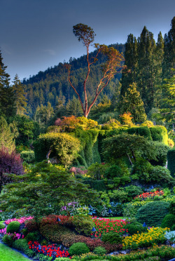 wapiti3:  The Butchart Gardens | Victoria BC on Flickr. 
