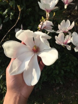 treesenpai:  sunny days = happy flowers