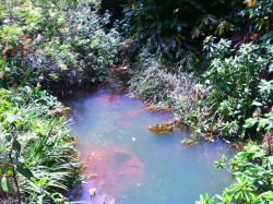 princessaftbh:  freelittle-soul:  Most magical little pond i’ve ever come across  I always have to reblog this ugh 