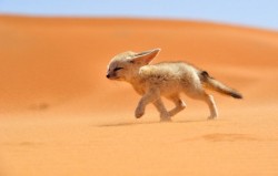 Against the wind (young Fennec Fox, Morocco)