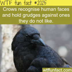wtf-fun-factss:  Crows recognise human faces - WTF fun facts