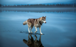 Holy hound (Husky “walks on water” following a rainstorm over a frozen lake in Russia)