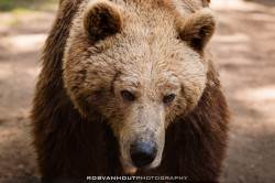 fuck-yeah-bears:  Brown Bear by Rob van Hout