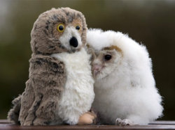 gay-romance:  marnla:  cuteness-daily:  Cute animals with stuffed animals!  Never speak to me again   D’aaawwww!