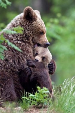 bear-pictures:  Bear Hug 
