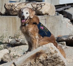 sept11memorials:  Last known 9/11 Ground Zero search dog still lends a helping paw. #RescueDogs #NeverForget #Honor911 By Laura T. Coffey: TODAY 9/10/14 Some heroes boast muscle and brawn. Others possess steely nerves and impeccable timing. But this hero