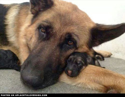 aplacetolovedogs:  Precious German Shepherd puppy, snuggling with mommy For more cute dogs and puppies