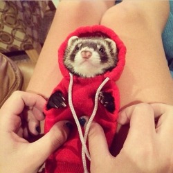 t-temmy:  weepingbeautyy:  Here’s my ferret in a sweatshirt.  Thanks 