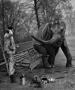 Alfred Hockley, a painter, returns from his lunch break to find an elephant named Dumbo seated on his freshly painted bench, London Zoo, 1956.