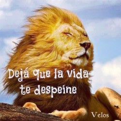 La vida despeina dejala q de manifieste&hellip;. ^_^&rsquo; #love #life #lion #hair