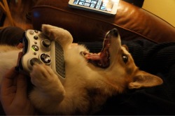 nippled:  yes I am doge yes I play video game 