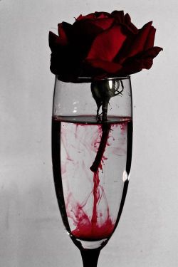 vanillais4icecream:  Blood red rose  