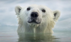 wolverxne:  &lsquo;I was on a razor&rsquo;s edge' by: Paul Souders - Hudson Bay, Churchill, Canada It was the moment he had spent two cold, grueling, and solitary weeks waiting for. But when Paul Souders finally came face to face with a polar bear