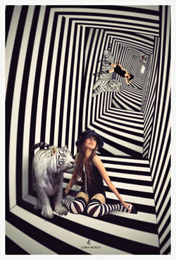 Zebra World by: Anext