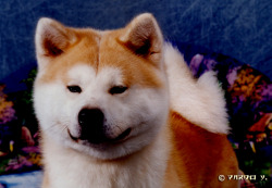 Akita Dog Super Dog