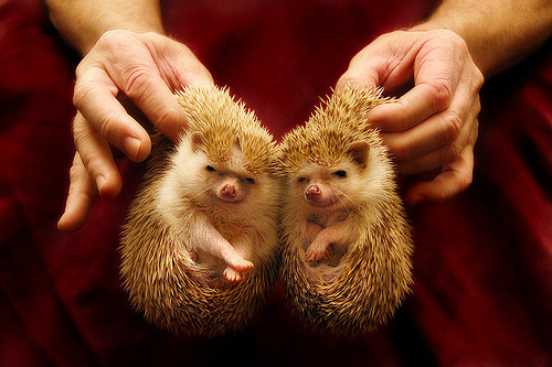 Hedgehogs (via Penelope’s Loom)
