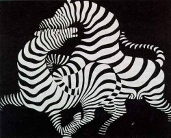 Zebra Vasarely