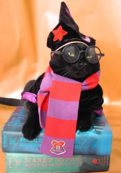 Harry Potter Wizard Kitty &gt;.&gt;