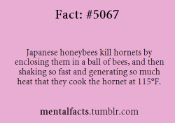 overheal:  gaaraofsburbia:mentalfacts:Fact  5067:   Japanese honeybees kill hornets by enclosing them in a ball of bees, and then shaking so fast and generating so much heat that they cook the hornet at 115°F.  Oh my god it’s true  #BAD AND NAUGHTY