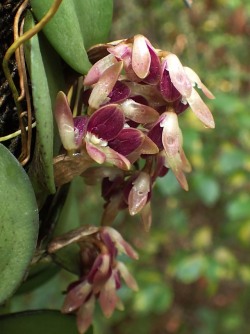 orchid-a-day: Acianthera recurva Syn.: Specklinia recurva; Humboltia recurva; Pleurothallis recurva; and many others October 7, 2019  