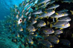 Something smells fishy (school of Blackspotted Rubberlip Sweetlips, Great Barrier Reef, Australia)