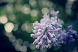 missanisah:  Lilacs…#1 on Flickr. - Photos