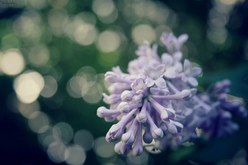 Porn Pics missanisah:  Lilacs…#1 on Flickr. - Photos