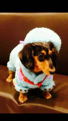 k-jpop-is-me:   Oh my gosh, Jjong finally put a pic of Roo after so long! 