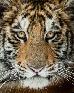 earthsfinest:  Young Tiger by Justin Lo 