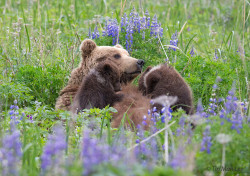 fuck-yeah-bears:  Bear Nursing by Tin Man