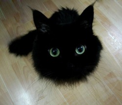 trebled-negrita-princess:  cauda-pavonis:  trapkitten:  woodelf68:  Black Floofball with eyes.  Soot sprite  always reblog this cat.  it gets bigger the longer you stare at it 